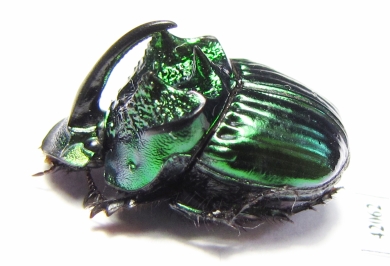 Phanaeus furiosus  Mexico - INSECTS-STORE.RU