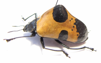 Erotylidae, Gibbifer sp.  Peru - INSECTS-STORE.RU