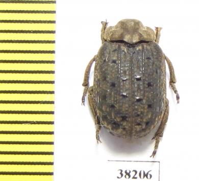Trogidae sp.  Mali - INSECTS-STORE.RU