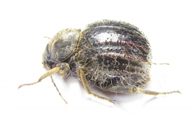 Tenebrionidae sp.  South Africa Rep. - INSECTS-STORE.RU
