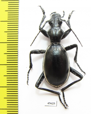 Anthia aemiliana  South Africa Rep. - INSECTS-STORE.RU