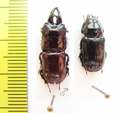 Ceruchus atavus, pair  Pakistan  19mm - INSECTS-STORE.RU