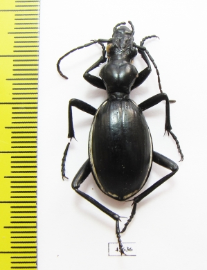 Anthia aemiliana  South Africa Rep. - INSECTS-STORE.RU