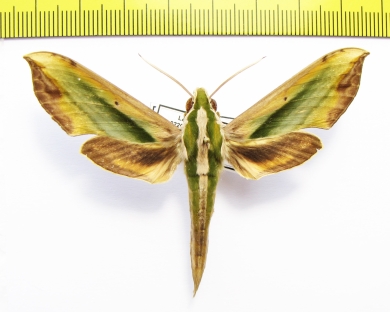 Sphingidae sp.  Laos - INSECTS-STORE.RU
