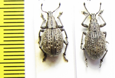 Curculionidae sp.  Russia, Far East - INSECTS-STORE.RU