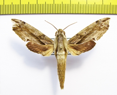 Sphingidae sp.  Malaysia, Borneo - INSECTS-STORE.RU