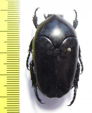 Lomaptera sp.  Indonesia, Sumatra - INSECTS-STORE.RU