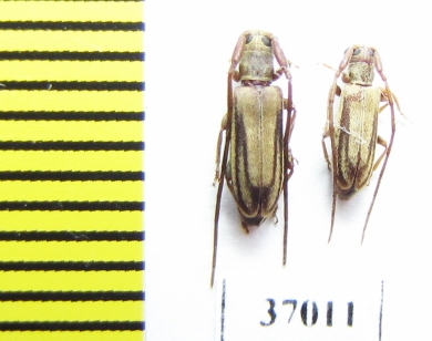 Cerambycidae sp.  South Africa Rep. - INSECTS-STORE.RU