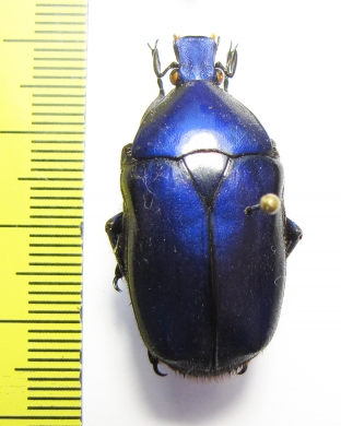 Torynorrhina flammea  Thailand - INSECTS-STORE.RU