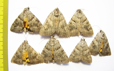 Catocala sp.  Russia, Astrakhan reg. - INSECTS-STORE.RU