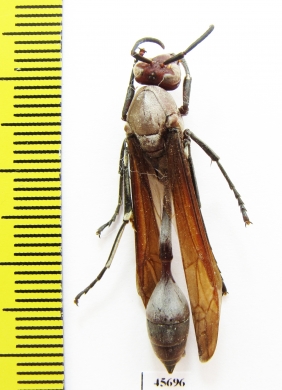 Hymenoptera sp.  South Africa Rep. - INSECTS-STORE.RU