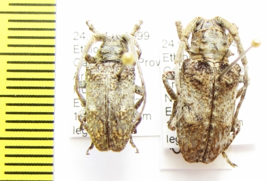 Crossotus plumicornis  Ethiopia - INSECTS-STORE.RU