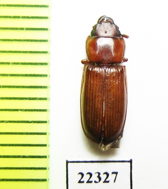Trogossitidae sp.  Peru - INSECTS-STORE.RU