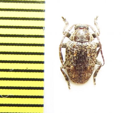 Dichostates trilineatus  Ethiopia - INSECTS-STORE.RU