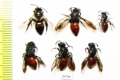 Hymenoptera sp.  Russia, Tver reg. - INSECTS-STORE.RU