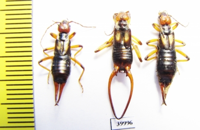 Dermaptera sp.  Uzbekistan - INSECTS-STORE.RU