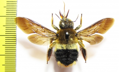 Hymenoptera, Xylocopa sp.  Sierra Leone - INSECTS-STORE.RU