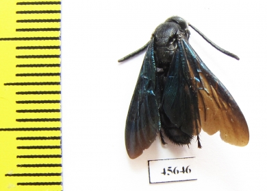 Scoliidae sp.  South Africa Rep. - INSECTS-STORE.RU