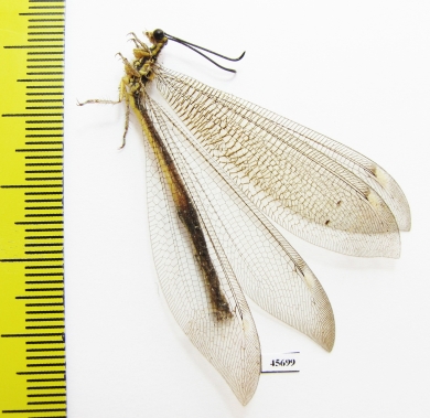 Myrmeleontidae sp.  South Africa Rep. - INSECTS-STORE.RU