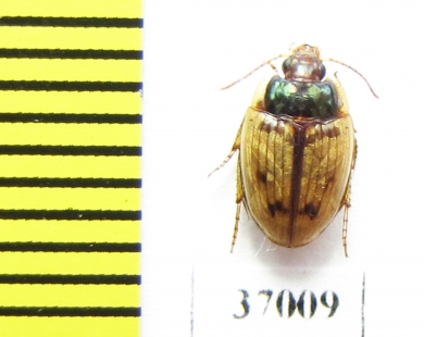 Omophron sp.  South Africa Rep. - INSECTS-STORE.RU