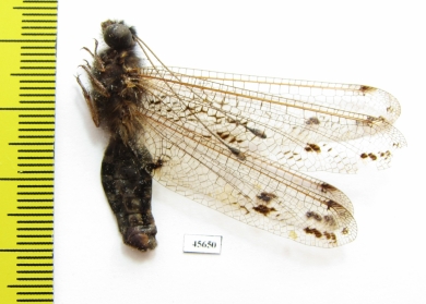 Ascalaphidae sp.  South Africa Rep. - INSECTS-STORE.RU