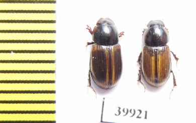 Aphodius circumcinctus  Russia, Astrakhan reg. - INSECTS-STORE.RU