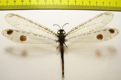 Myrmeleontidae sp.  China, Hainan isl. - INSECTS-STORE.RU