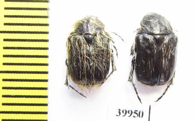 Epicometis turanica  Tajikistan - INSECTS-STORE.RU