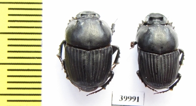 Liatongus sp.  China - INSECTS-STORE.RU