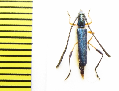 Promeces puncticollis  Ethiopia - INSECTS-STORE.RU