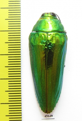 Callopistus castelnaudi  Malaysia - INSECTS-STORE.RU