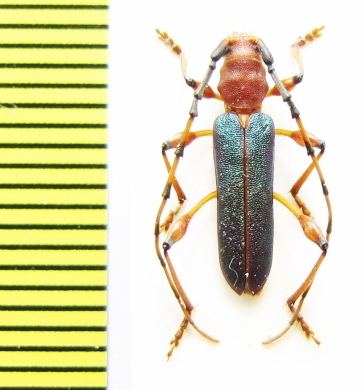 Cordylomera annulicornis  Ethiopia - INSECTS-STORE.RU