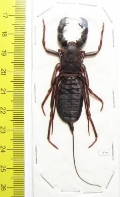 Thelyphonida sp.  Malaysia  58mm - INSECTS-STORE.RU