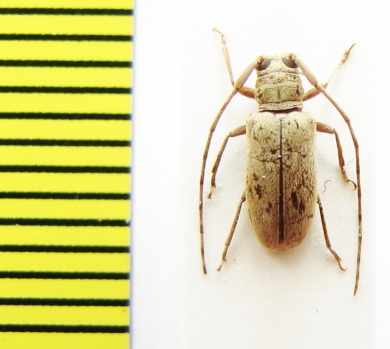 Chariesthes sp. Ethiopia - INSECTS-STORE.RU