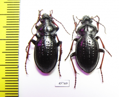 Carabus (Pachystus) hungaricus cribellatus, pair  Russia, Krasnoyarsk reg. - INSECTS-STORE.RU