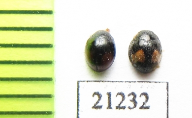 Coccinellidae sp.  Laos - INSECTS-STORE.RU