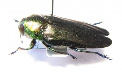 Colobogaster sp.  Peru - INSECTS-STORE.RU