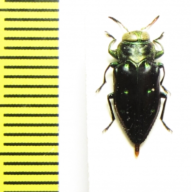 Chrysobothris sp.  Peru - INSECTS-STORE.RU