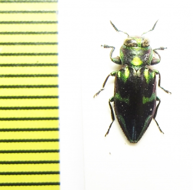 Chrysobothris sp.  Peru - INSECTS-STORE.RU