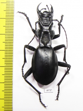 Anthia maxillosa, male  South Africa Rep.  50mm - INSECTS-STORE.RU