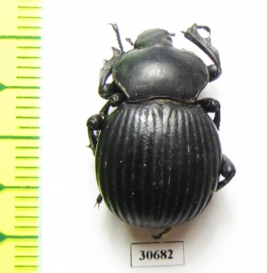 Gonopus sp.  Tanzania - INSECTS-STORE.RU