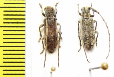 Eunidia mucorea  Ethiopia - INSECTS-STORE.RU