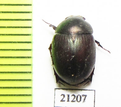 Melolonthinae sp.  Zambia - INSECTS-STORE.RU