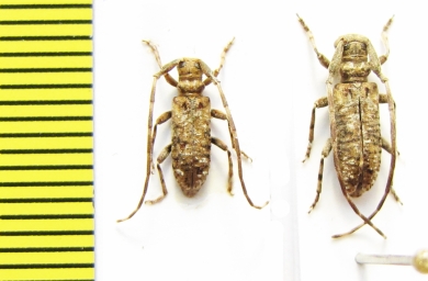 Eunidia piperita  Ethiopia - INSECTS-STORE.RU