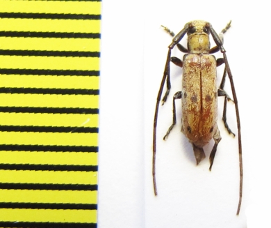 Eunidia laterialba subsimilis  Ethiopia - INSECTS-STORE.RU