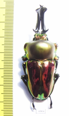 Phalacrognathus muelleri  55mm (12000p) - INSECTS-STORE.RU
