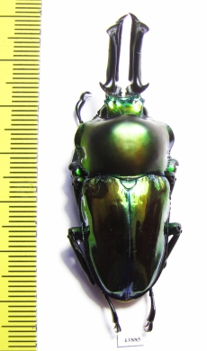 Phalacrognathus muelleri  54mm (11000p) - INSECTS-STORE.RU