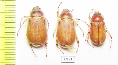 Chioneosoma subporosum  Kazakhstan - INSECTS-STORE.RU