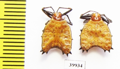 Arachnida sp.  Peru - INSECTS-STORE.RU