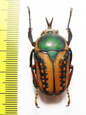 Megalorrhina harrisi  Congo - INSECTS-STORE.RU